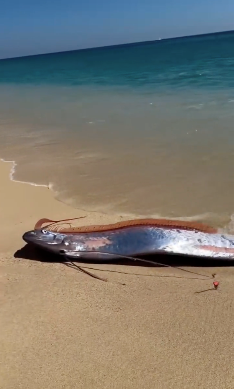 Cheezburger Image 10613510400