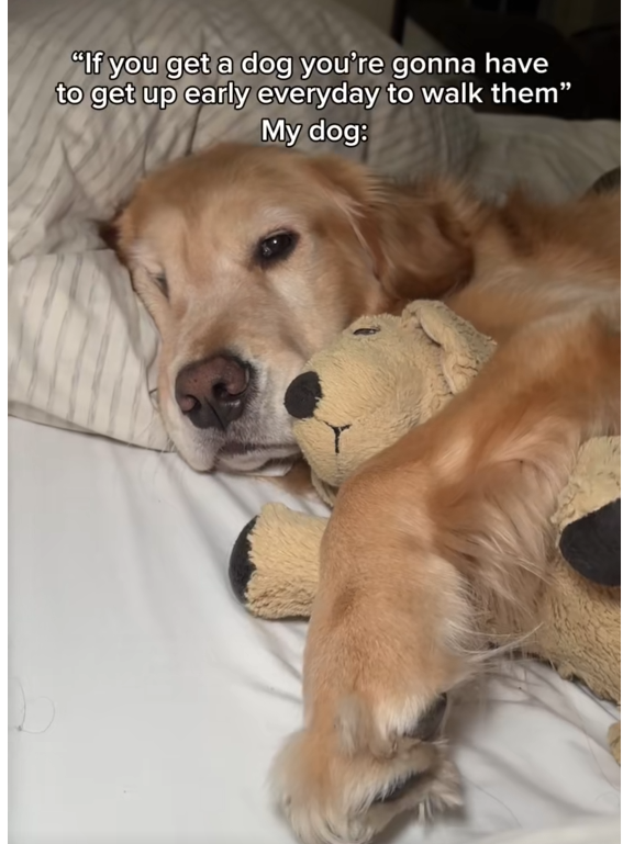 "If you get a dog you're gonna have to get up early everyday to walk them" My dog:
