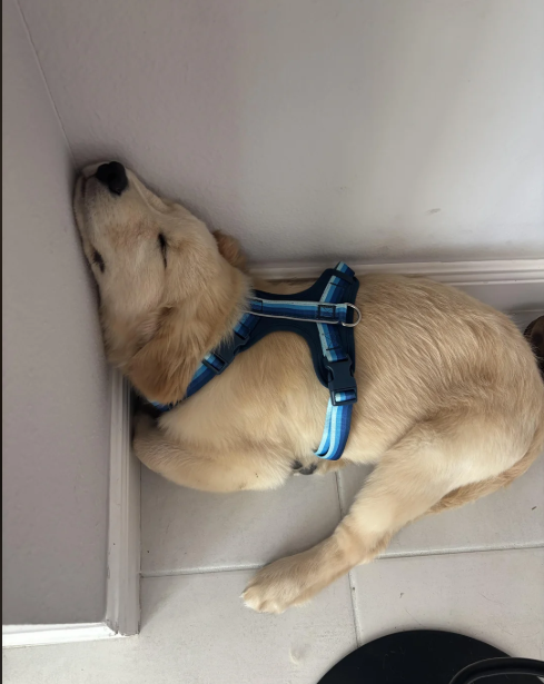 Cheezburger Image 10613511936