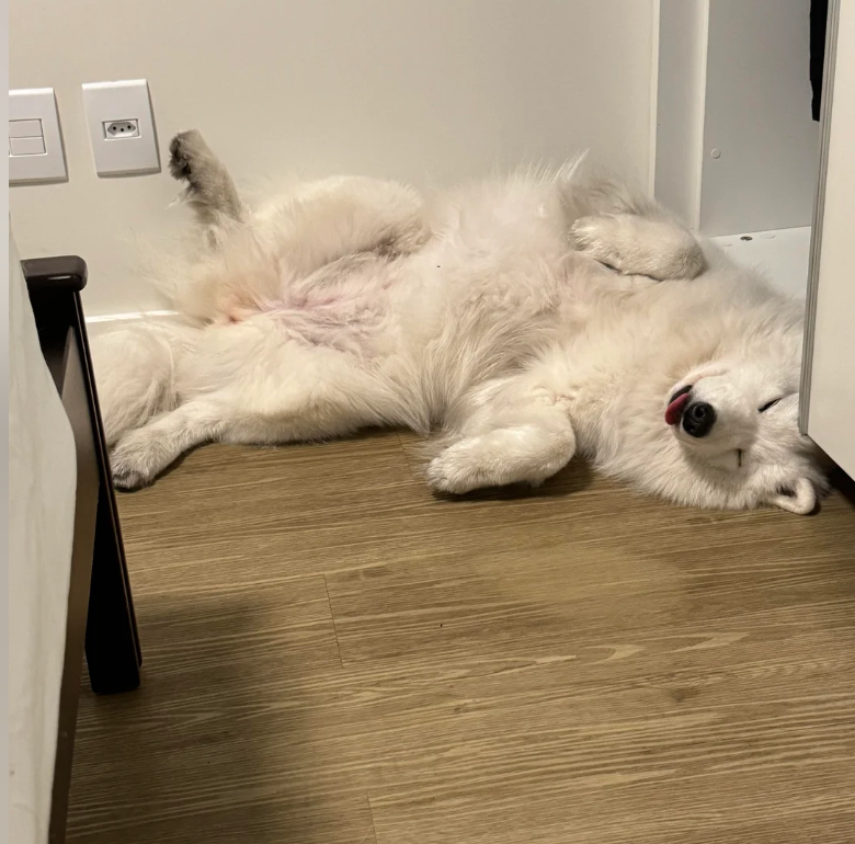 Cheezburger Image 10613512448