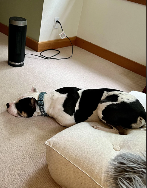 Cheezburger Image 10613512704