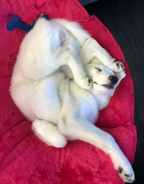 Cheezburger Image 10613512960