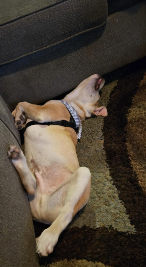 Cheezburger Image 10613513216