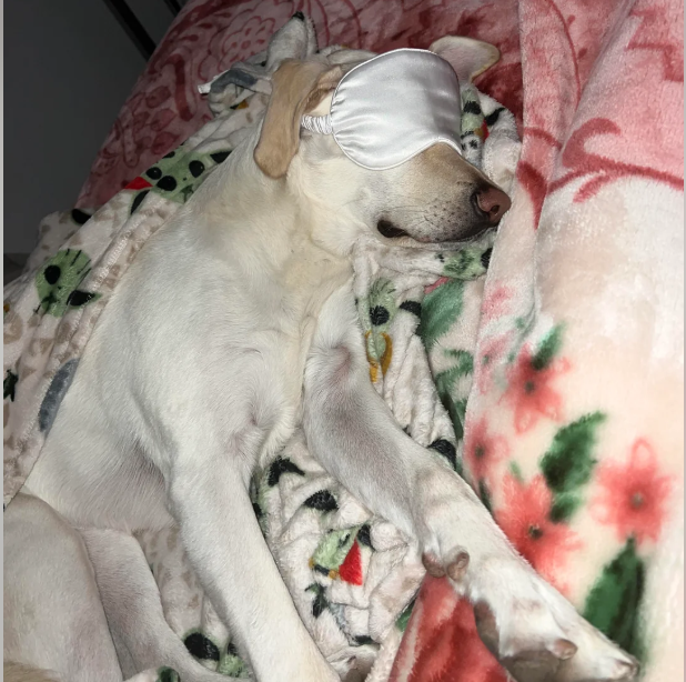 Cheezburger Image 10613513472