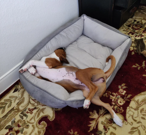 Cheezburger Image 10613516544