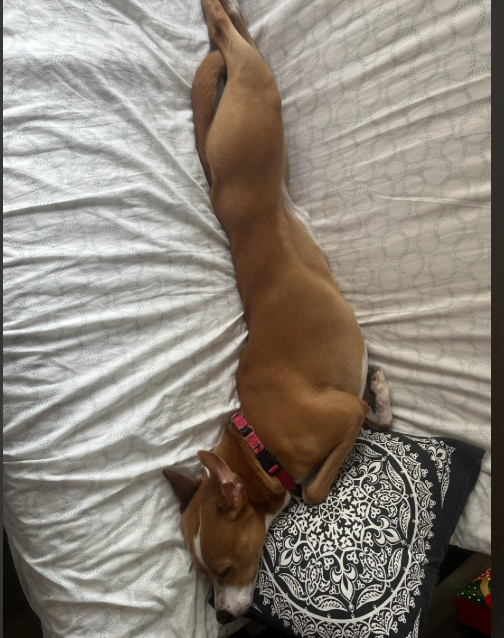 Cheezburger Image 10613517056