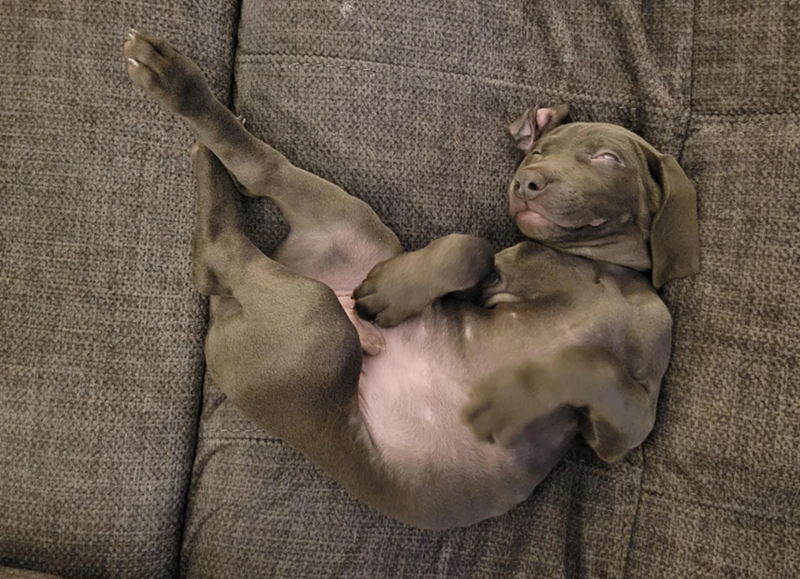 Cheezburger Image 10613517568