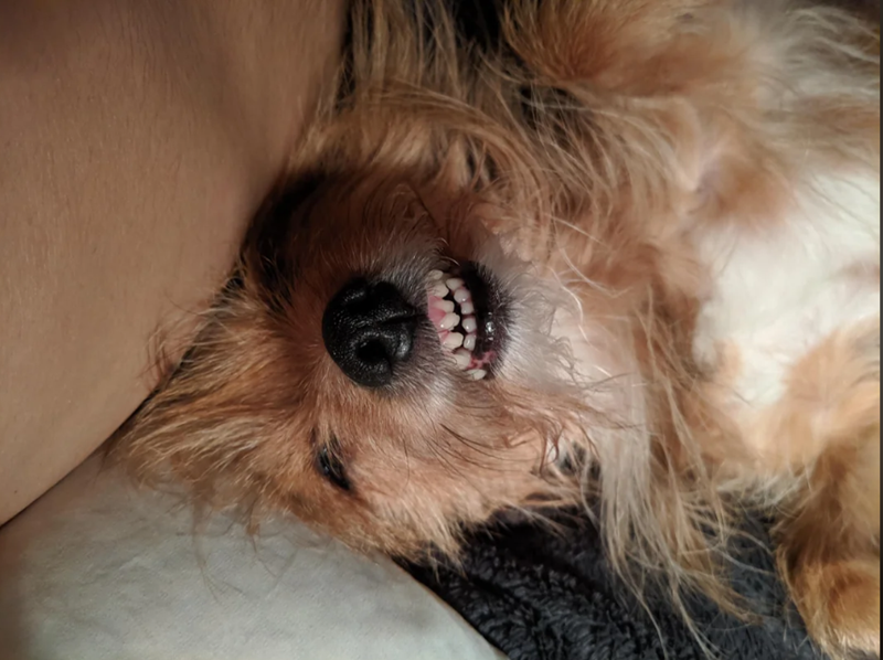 Cheezburger Image 10613517824