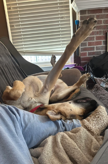 Cheezburger Image 10613518080