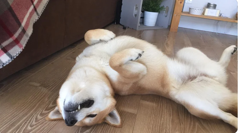 Cheezburger Image 10613518336