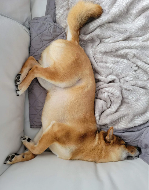 Cheezburger Image 10613518592