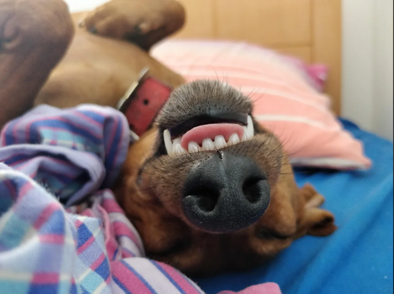 Cheezburger Image 10613519104