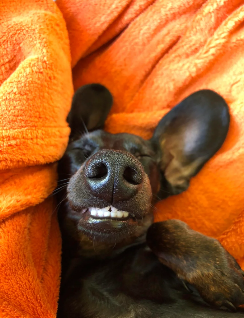 Cheezburger Image 10613519360