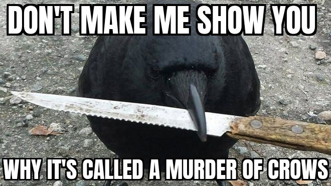 DON'T MAKE ME SHOW YOU WHY IT'S CALLED A MURDER OF CROWS