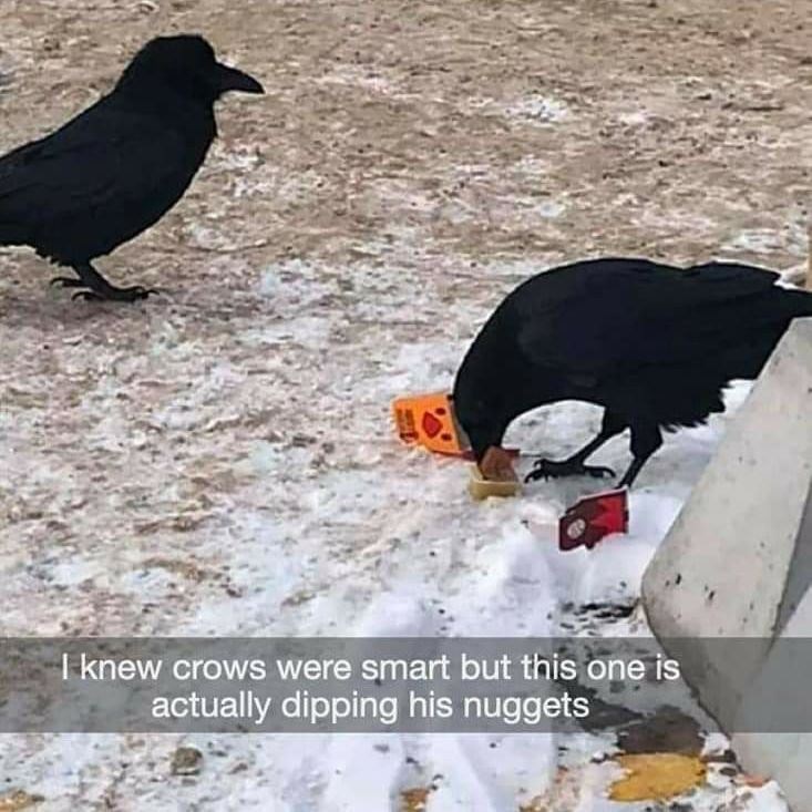 I knew crows were smart but this one is actually dipping his nuggets