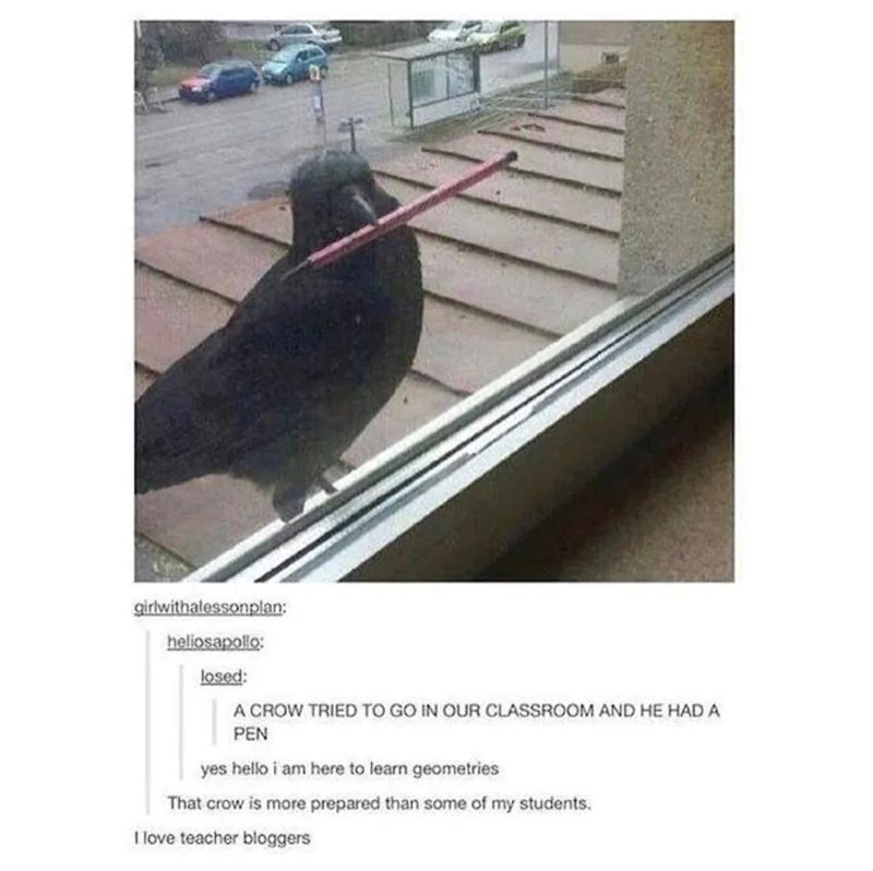 girlwithalessonplan: heliosapollo: losed: A CROW TRIED TO GO IN OUR CLASSROOM AND HE HAD A PEN yes hello i am here to learn geometries That crow is more prepared than some of my students. I love teacher bloggers