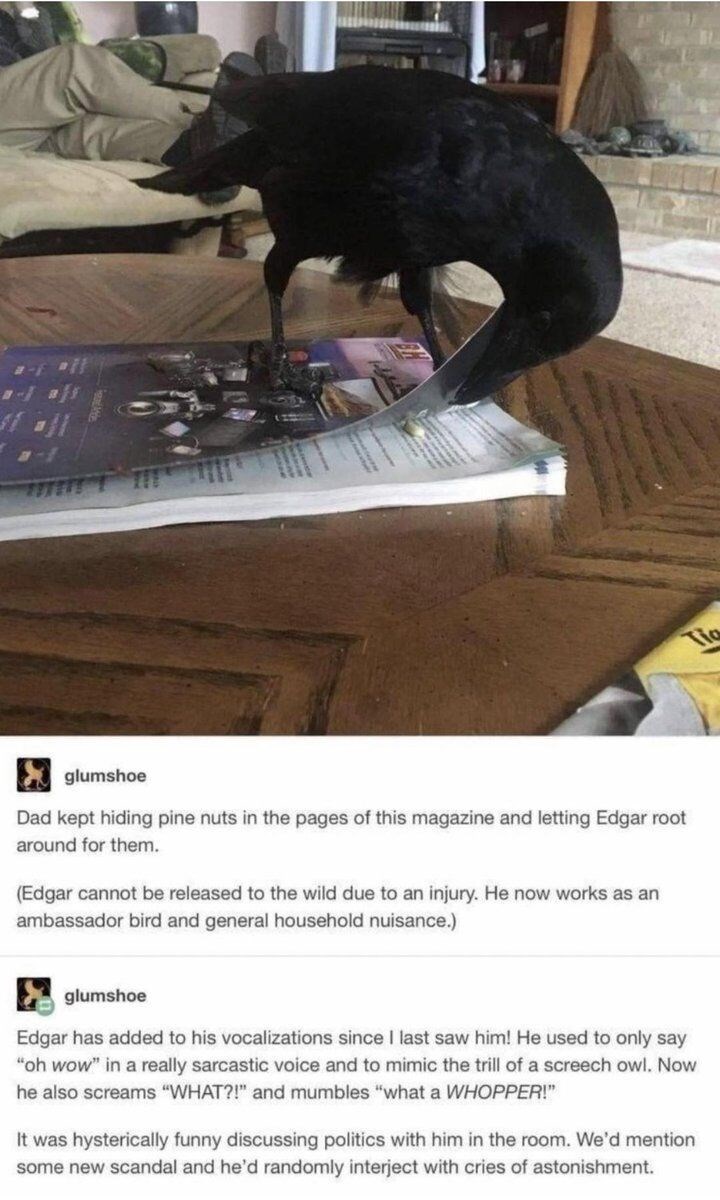 glumshoe Dad kept hiding pine nuts in the pages of this magazine and letting Edgar root around for them. (Edgar cannot be released to the wild due to an injury. He now works as an ambassador bird and general household nuisance.) glumshoe Edgar has added to his vocalizations since I last saw him! He used to only say "oh wow" in a really sarcastic voice and to mimic the trill of a screech owl. Now he also screams "WHAT?!" and mumbles "what a WHOPPER!" It was hysterically funny discussing politics