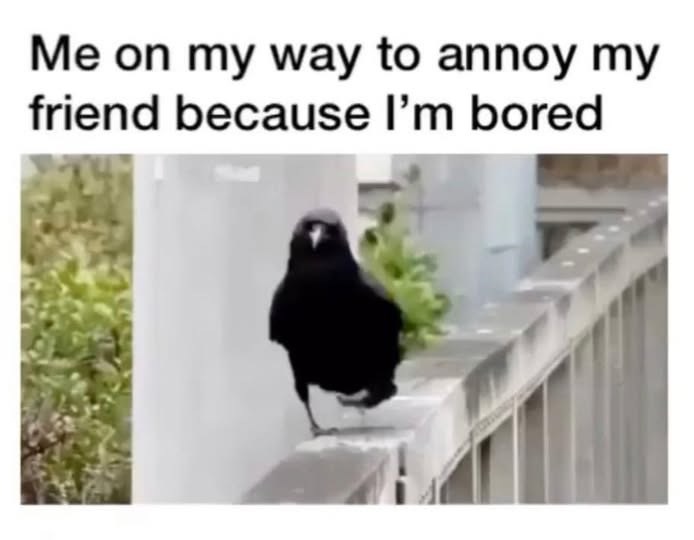 Me on my way to annoy my friend because I'm bored