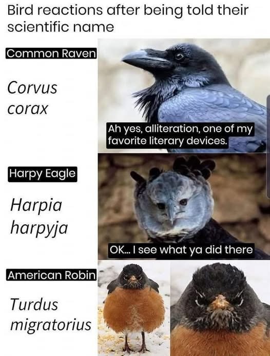 Bird reactions after being told their scientific name Common Raven Corvus corax Ah yes, alliteration, one of my favorite literary devices. Harpy Eagle Harpia harpyja American Robin Turdus migratorius OK... I see what ya did there