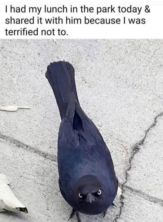 I had my lunch in the park today & shared it with him because I was terrified not to.