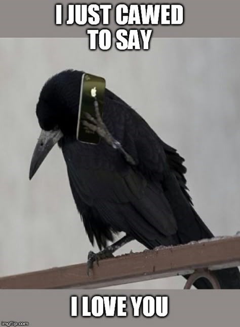 I JUST CAWED TO SAY I LOVE YOU imgflip.com