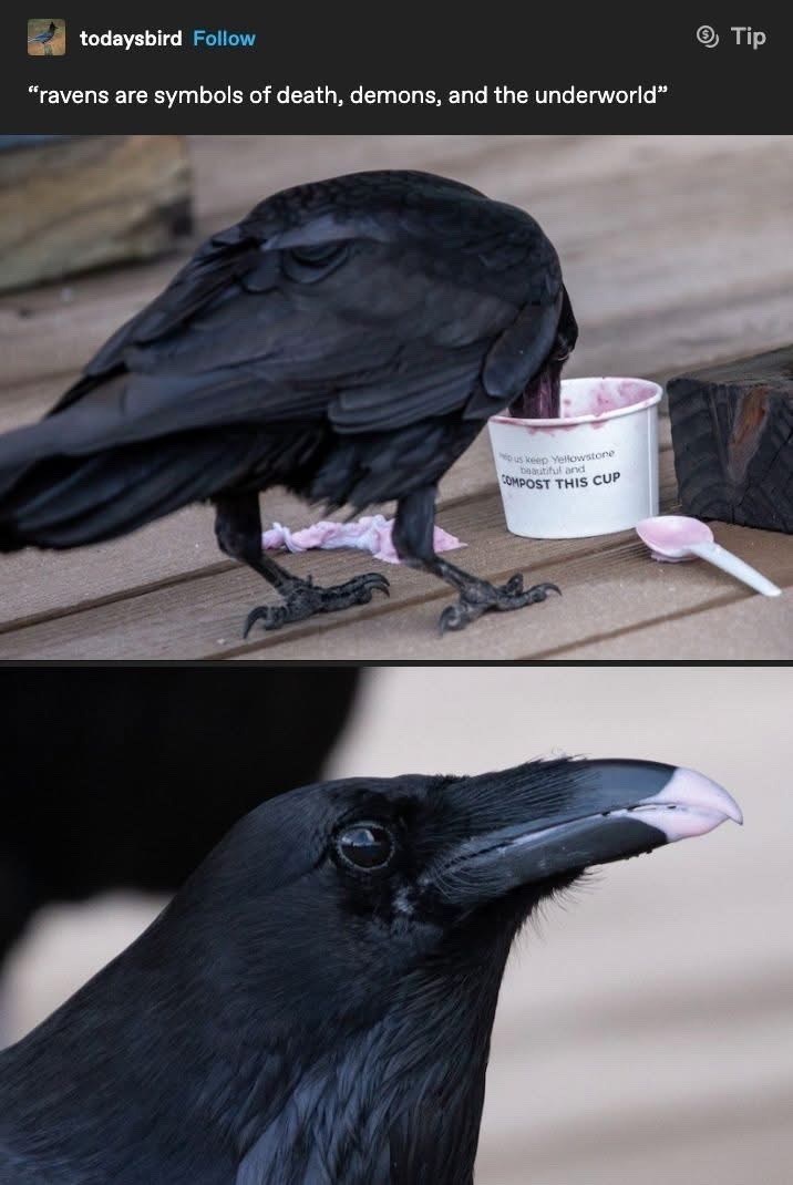 todaysbird Follow "ravens are symbols of death, demons, and the underworld" pus keep Yellowstone beautiful and COMPOST THIS CUP Tip