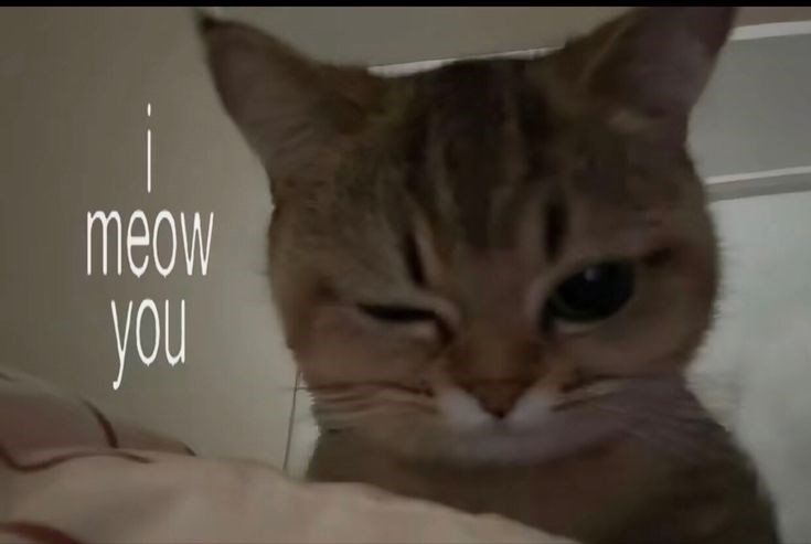 meow you