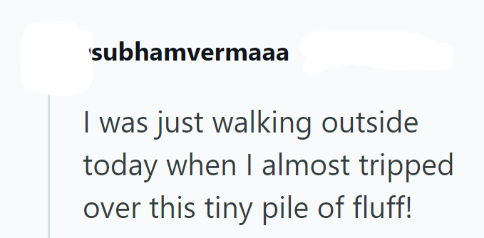 subhamvermaaa I was just walking outside today when I almost tripped over this tiny pile of fluff!