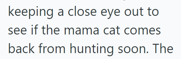 keeping a close eye out to see if the mama cat comes back from hunting soon. The