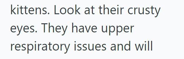 kittens. Look at their crusty eyes. They have upper respiratory issues and will