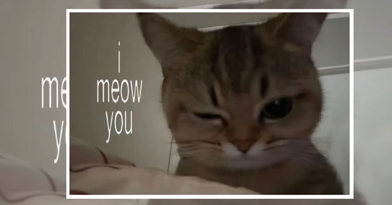 ma meow you y