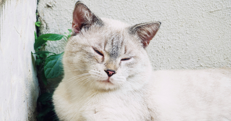 Cheezburger Image 10613640192