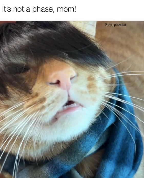 It's not a phase, mom! @the_pizzacat