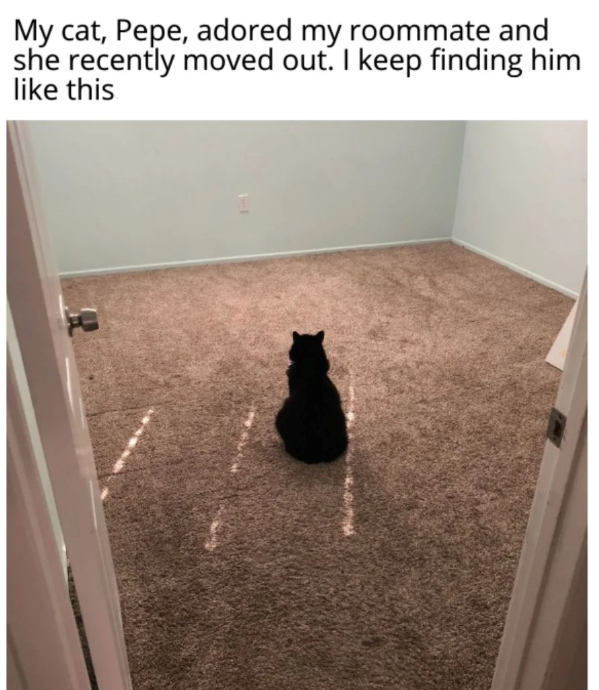 My cat, Pepe, adored my roommate and she recently moved out. I keep finding him like this