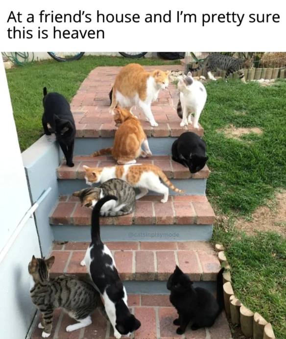 At a friend's house and I'm pretty sure this is heaven @catsinplaymode