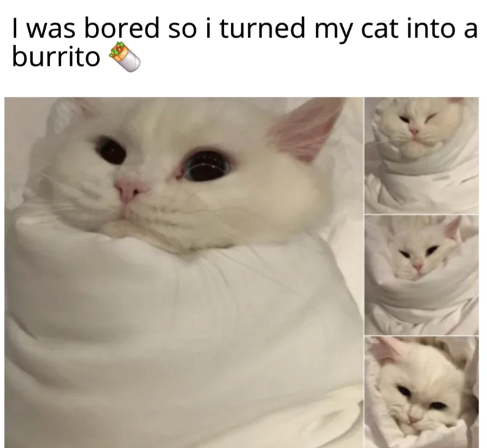 I was bored so i turned my cat into a burrito