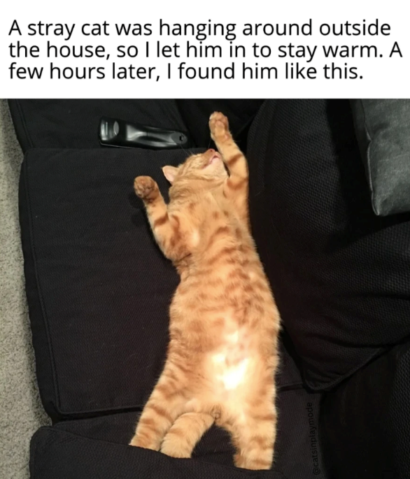 @catsinplaymode A stray cat was hanging around outside the house, so I let him in to stay warm. A few hours later, I found him like this.