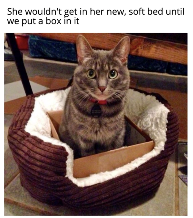 She wouldn't get in her new, soft bed until we put a box in it
