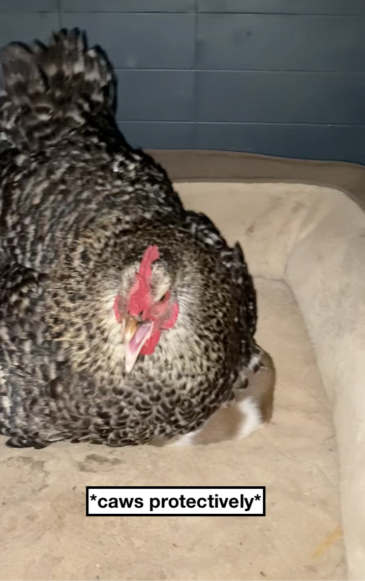 Texan farmer has the best mama hen and discovers it's not eggs she's keeping warm, but a puppy: 'And that’s why we call our farm… the Funny Farm.'
