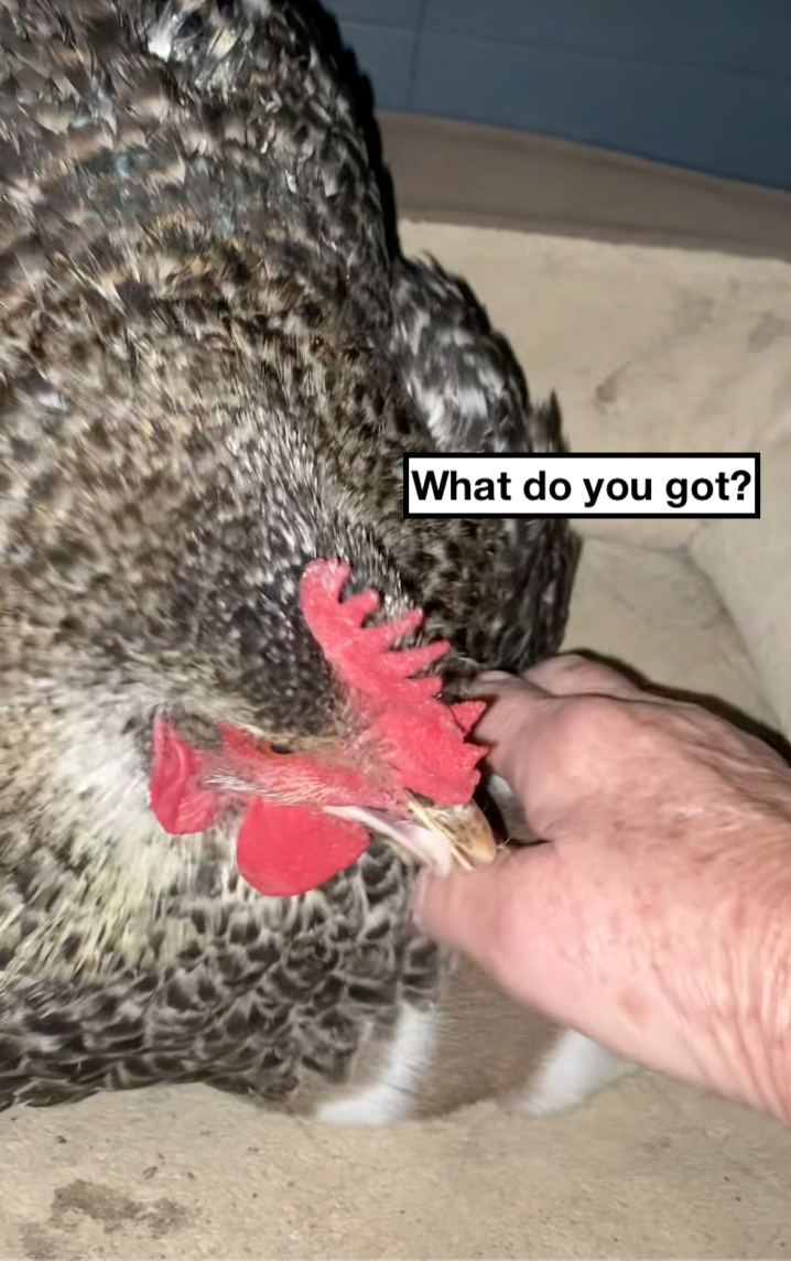 Texan farmer has the best mama hen and discovers it's not eggs she's keeping warm, but a puppy: 'And that’s why we call our farm… the Funny Farm.'