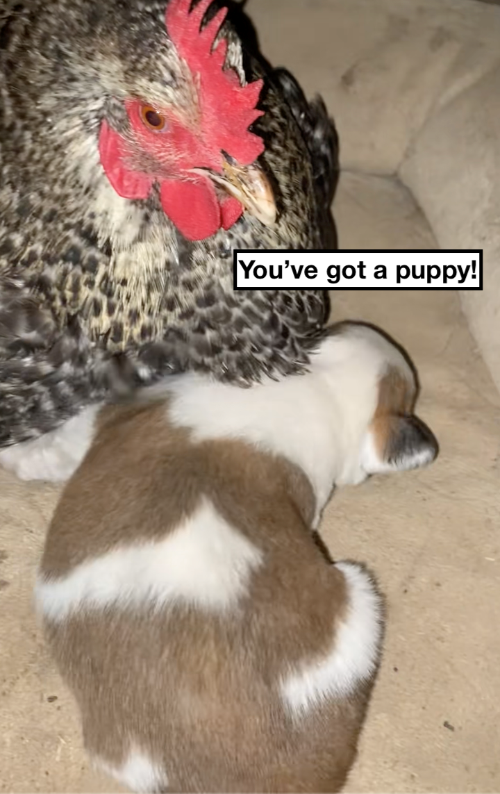 Texan farmer has the best mama hen and discovers it's not eggs she's keeping warm, but a puppy: 'And that’s why we call our farm… the Funny Farm.'