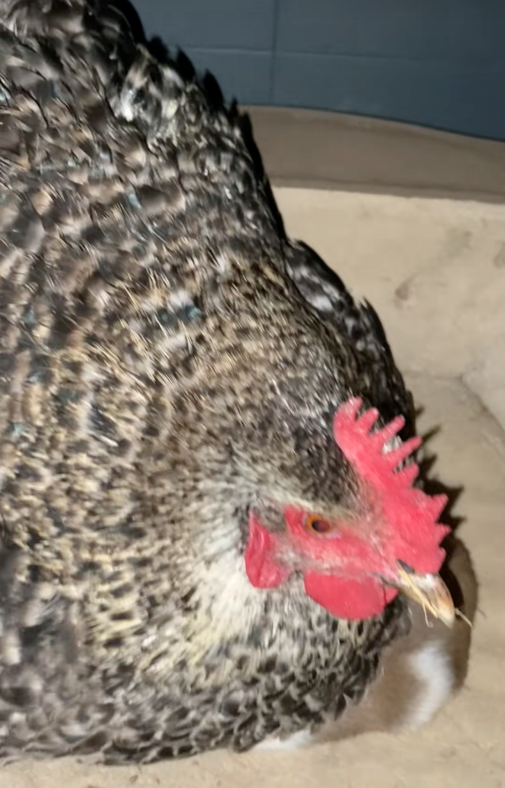 Texan farmer has the best mama hen and discovers it's not eggs she's keeping warm, but a puppy: 'And that’s why we call our farm… the Funny Farm.'