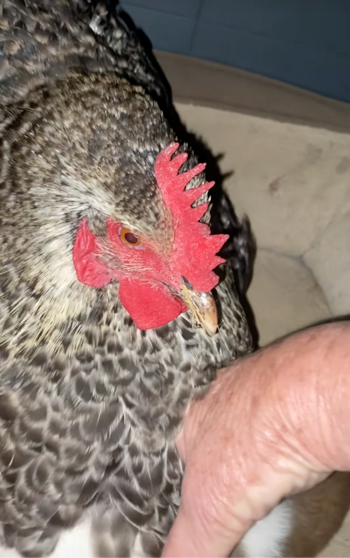 Texan farmer has the best mama hen and discovers it's not eggs she's keeping warm, but a puppy: 'And that’s why we call our farm… the Funny Farm.'