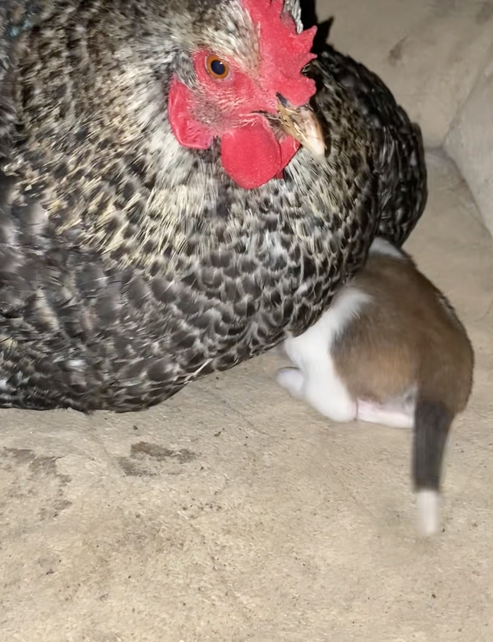 Texan farmer has the best mama hen and discovers it's not eggs she's keeping warm, but a puppy: 'And that’s why we call our farm… the Funny Farm.'