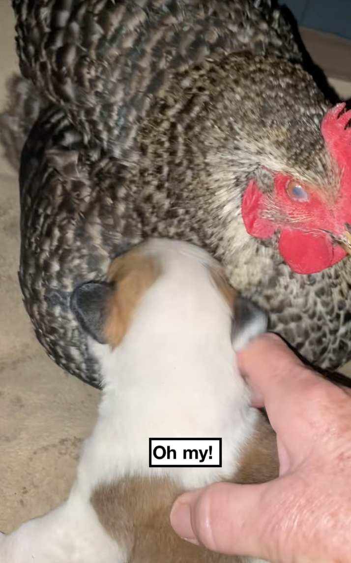 Texan farmer has the best mama hen and discovers it's not eggs she's keeping warm, but a puppy: 'And that’s why we call our farm… the Funny Farm.'