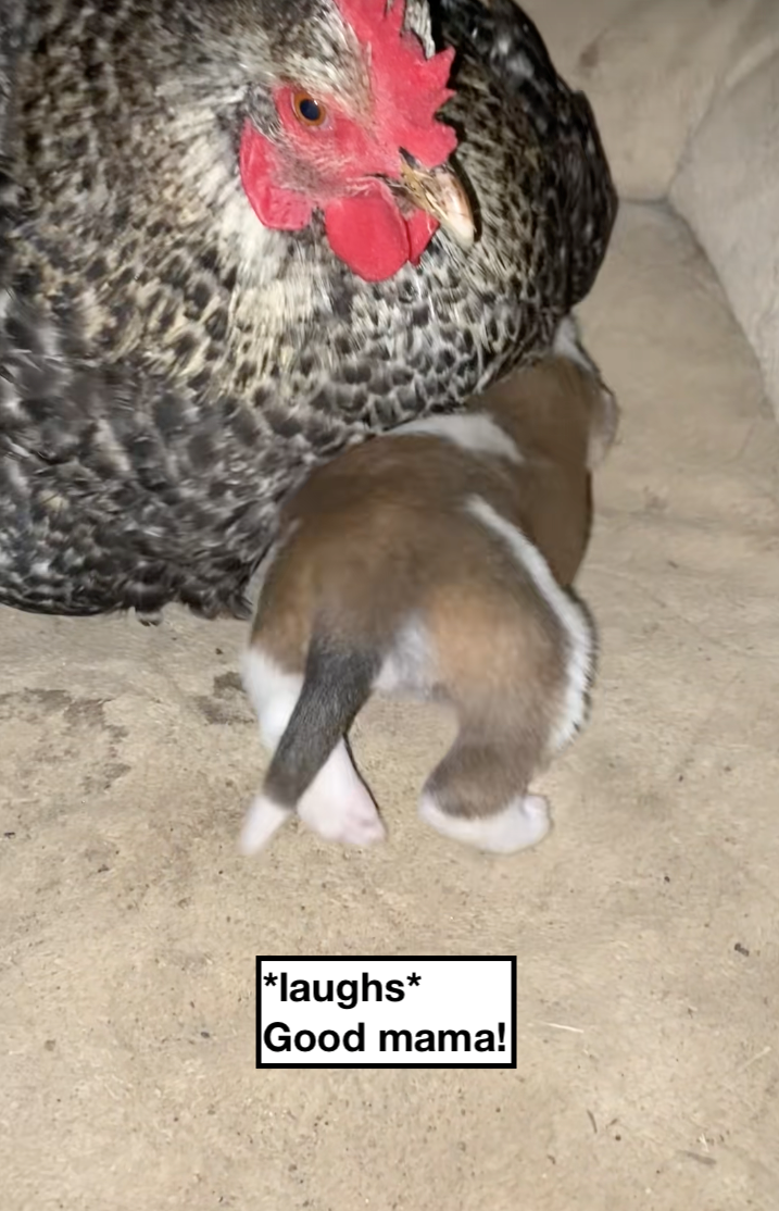 Texan farmer has the best mama hen and discovers it's not eggs she's keeping warm, but a puppy: 'And that’s why we call our farm… the Funny Farm.'