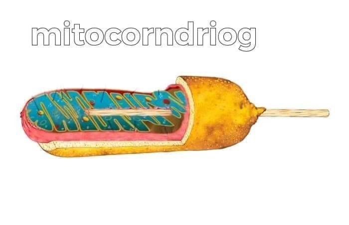 mitocondriog