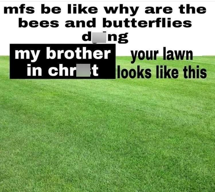 mfs be like why are the bees and butterflies d ng my brother your lawn in chrot looks like this