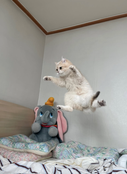 Cheezburger Image 10613752064