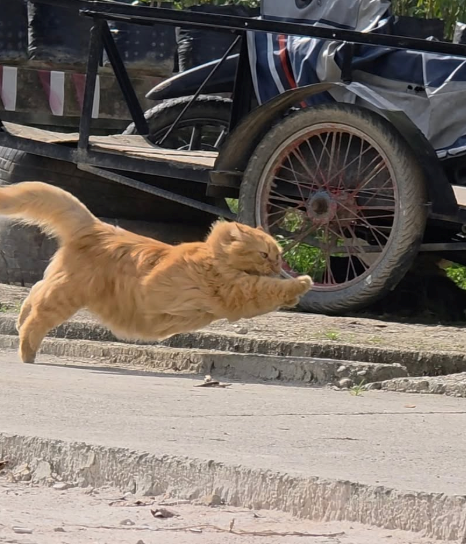 Cheezburger Image 10613752320